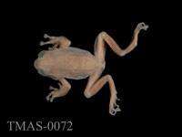 藏品(森青蛙)的圖片